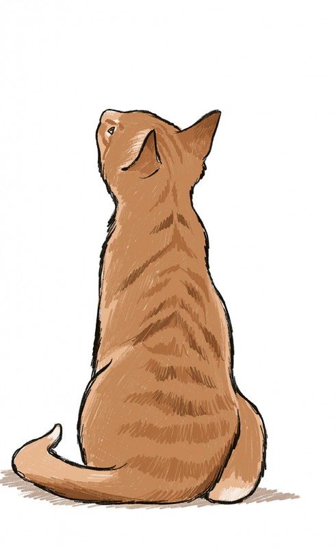 10 Step Drawing Cats Bookmarked